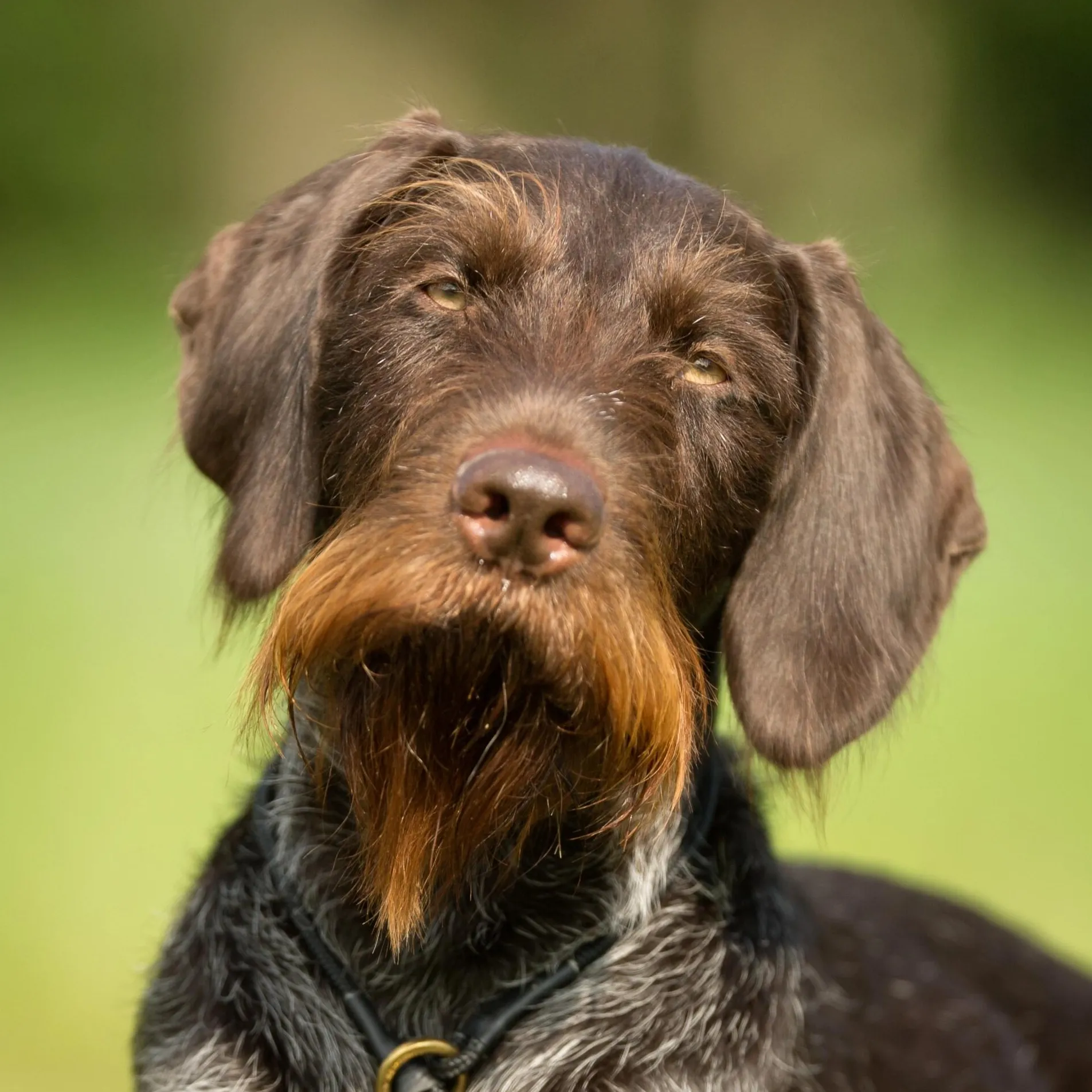 Close up of a brown German Wirehaired Pointer with a beard