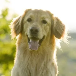 Close up of a light golden Hovawart with floppy ears and tongue out smiling