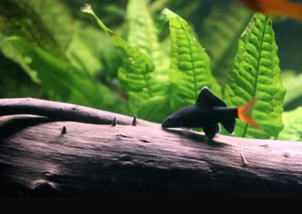 Kribensis fish with red tail resting on driftwood in aquarium with green plants