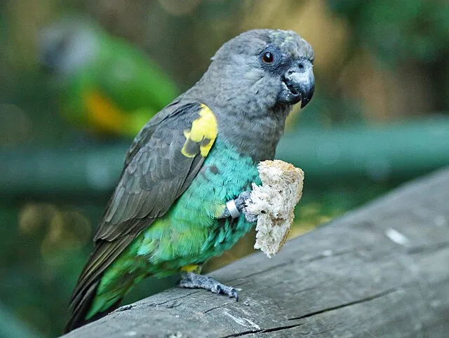 A Poicephalus parrot with grey head and green body holds a piece of bread in its claw