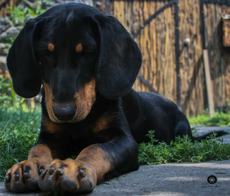 black and tan Transylvanian Hound with long floppy ears rests on a stone surface