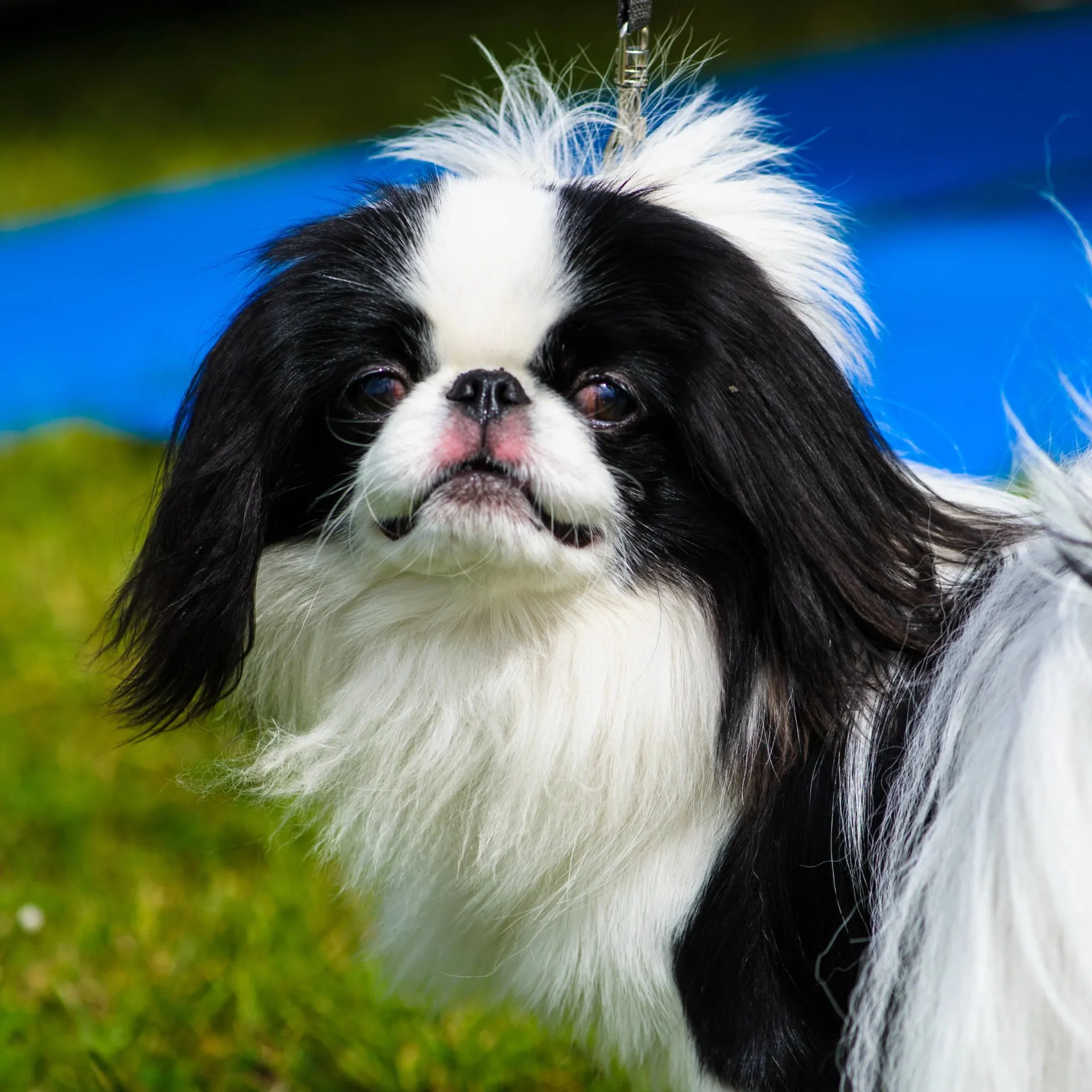Close up of a black and white Japanese Chin with long hair and a short muzzle
