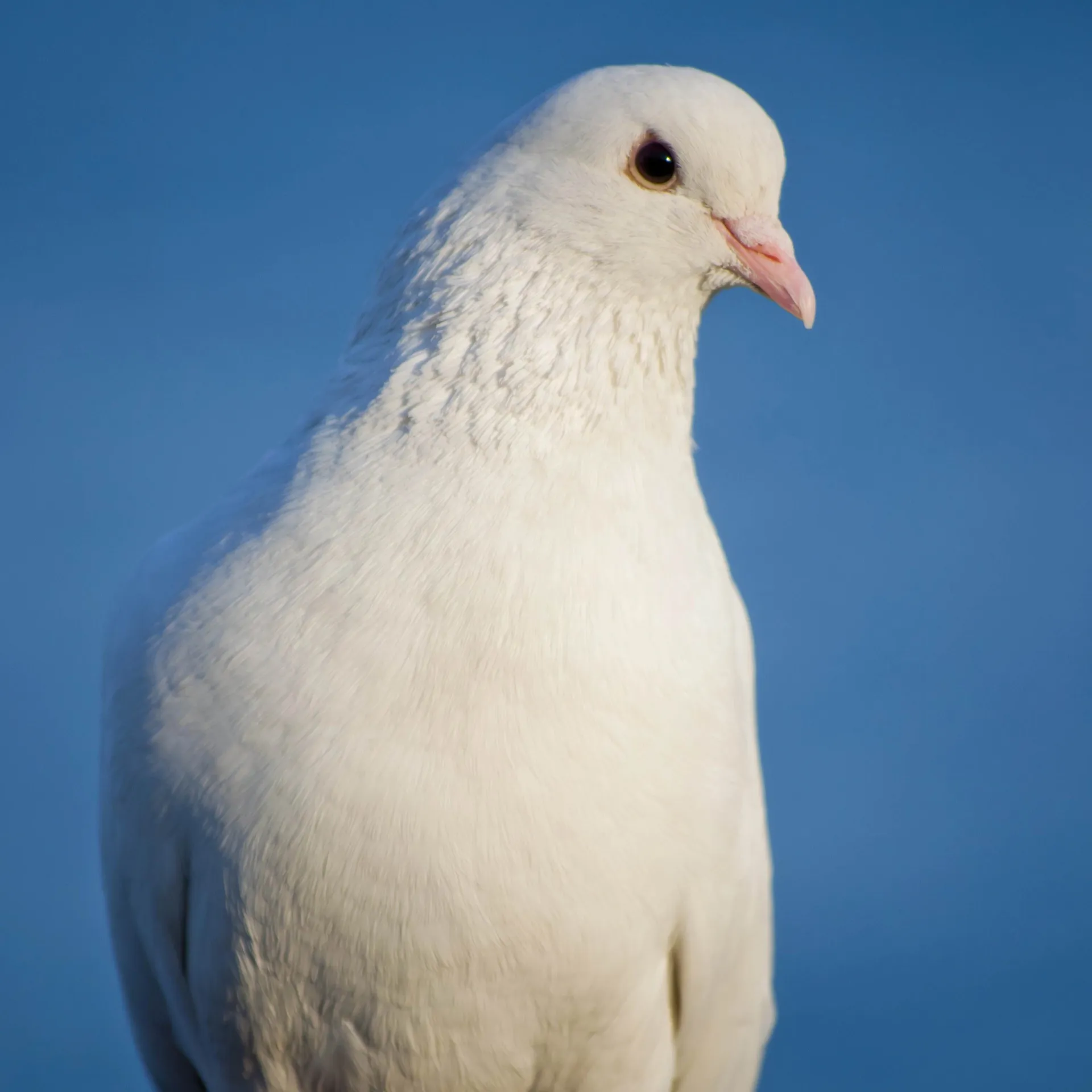 Pure white Dove with dark eyes and a pink beak on a blue background