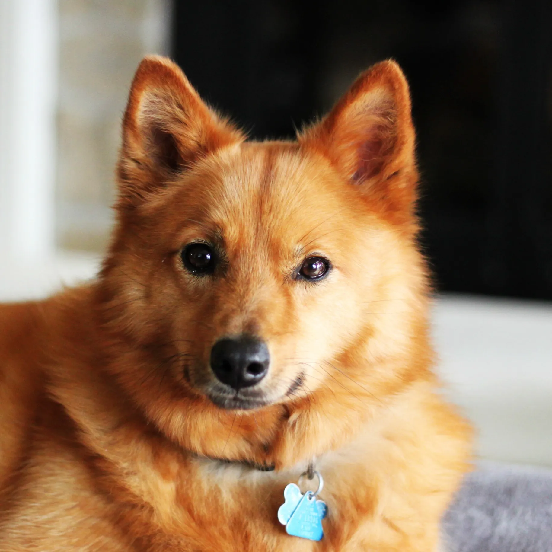 A close up of a medium sized Finnish Spitz dog with reddish golden fur and pointed ears