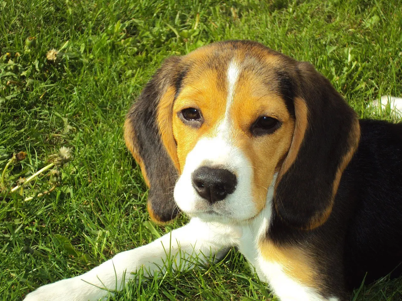 A tri color Beagle puppy with brown ears a white chest and a black nose lies on bright green grass