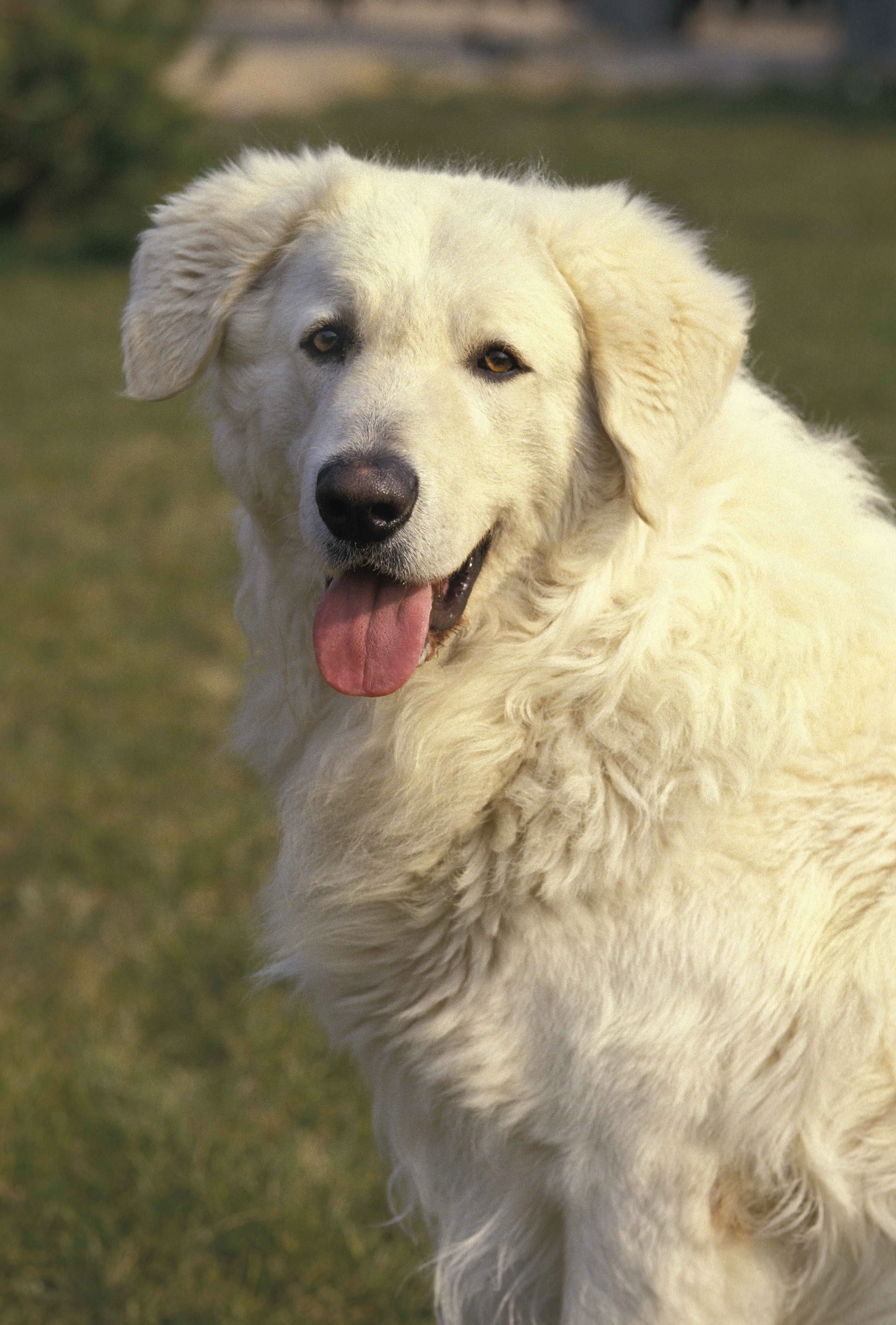 A fluffy white dog with its tongue out is shown in a close up outdoor shot