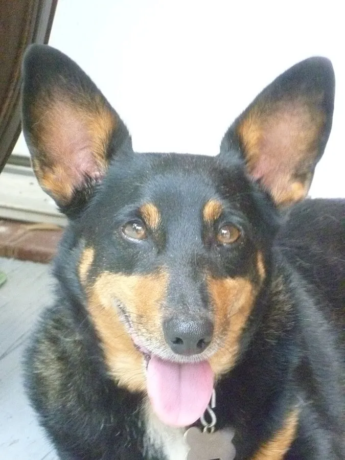 A close up of a black and tan Lancashire Heeler with large upright ears and its tongue sticking out