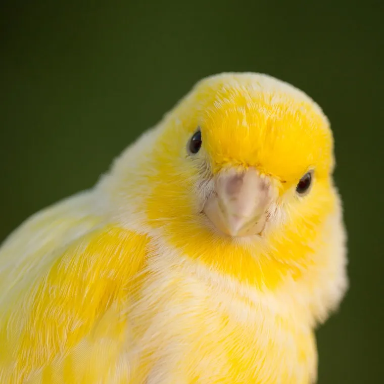 A fluffy yellow canary with white patches on its chest looks directly at the viewer
