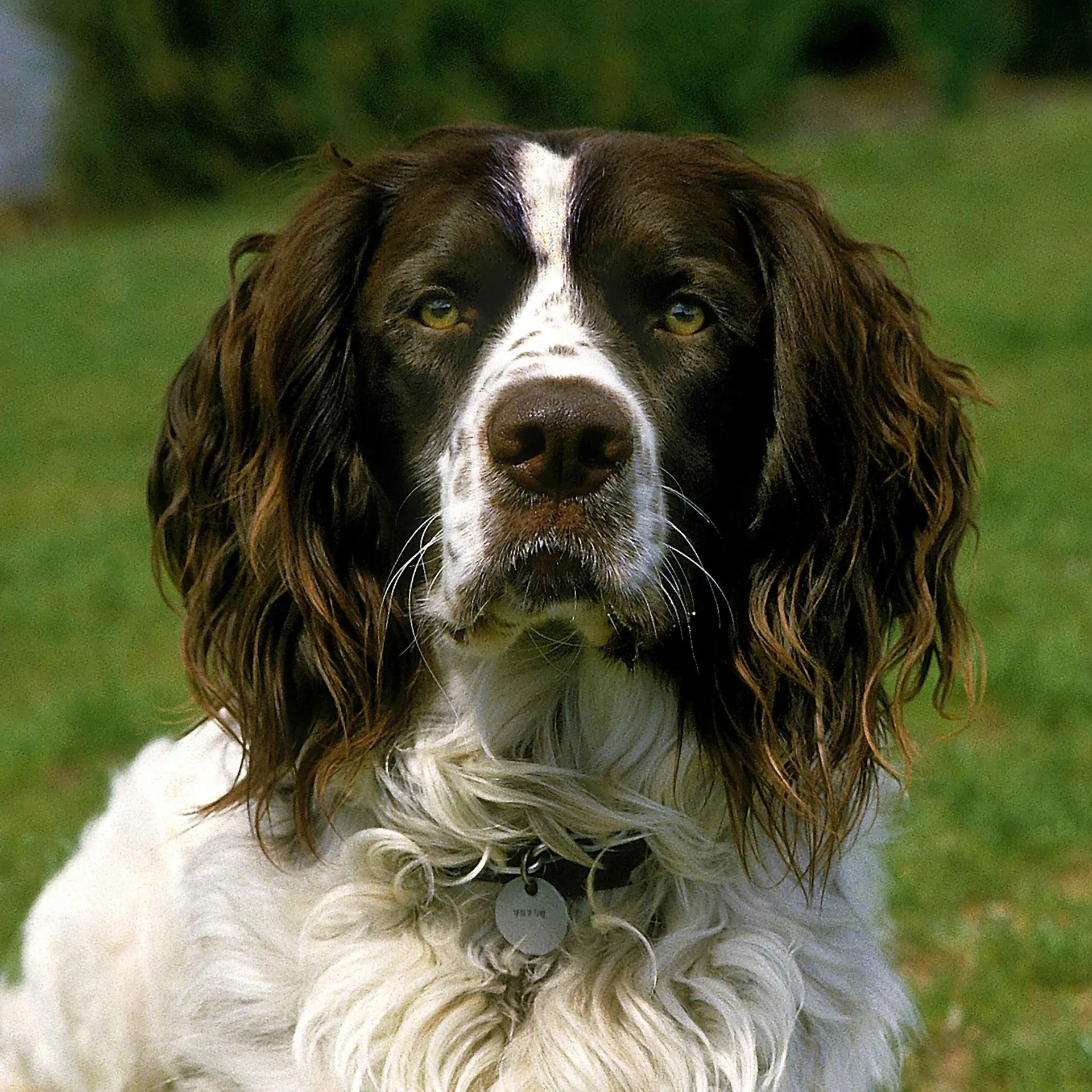 close up of a French Spaniels face shows its brown and white markings floppy ears and attentive gaze