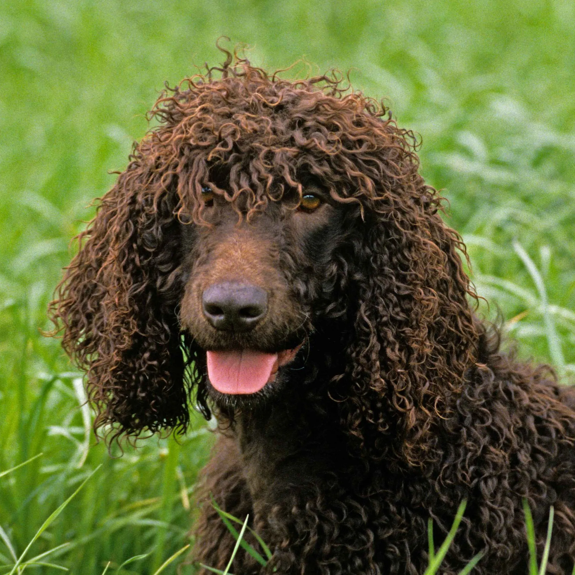 A medium sized fluffy Icelandic Sheepdog with tan and white fur and a curled tail walks through dry