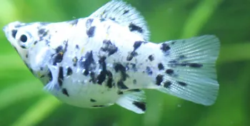 A dalmatian molly fish with black spots on white swims in vibrant green water