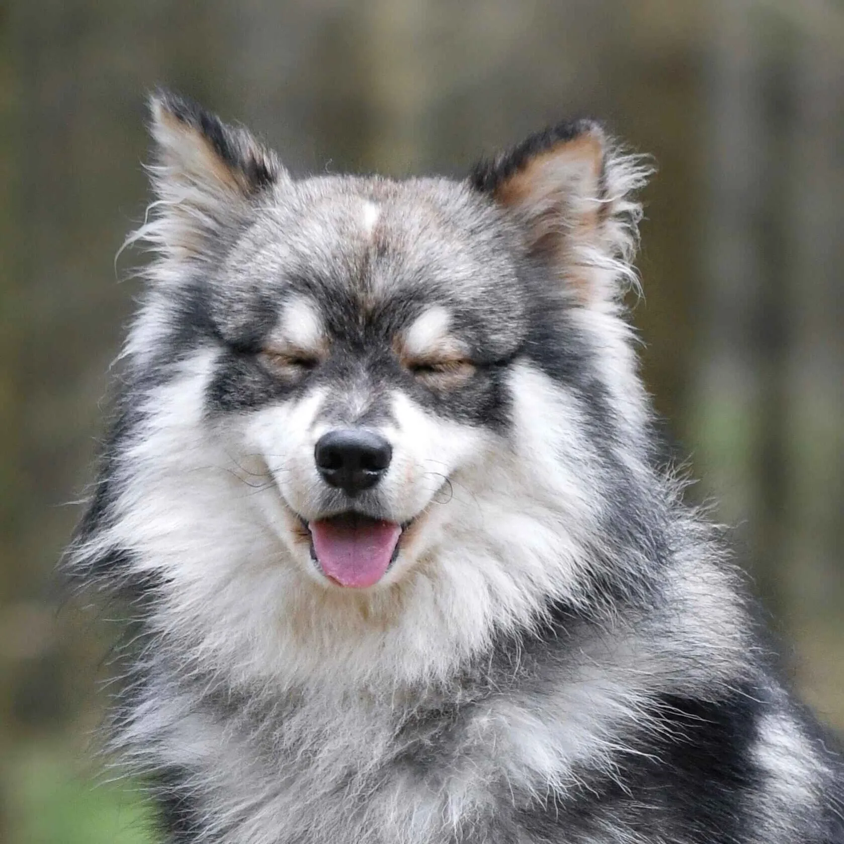 Finnish Lapphund