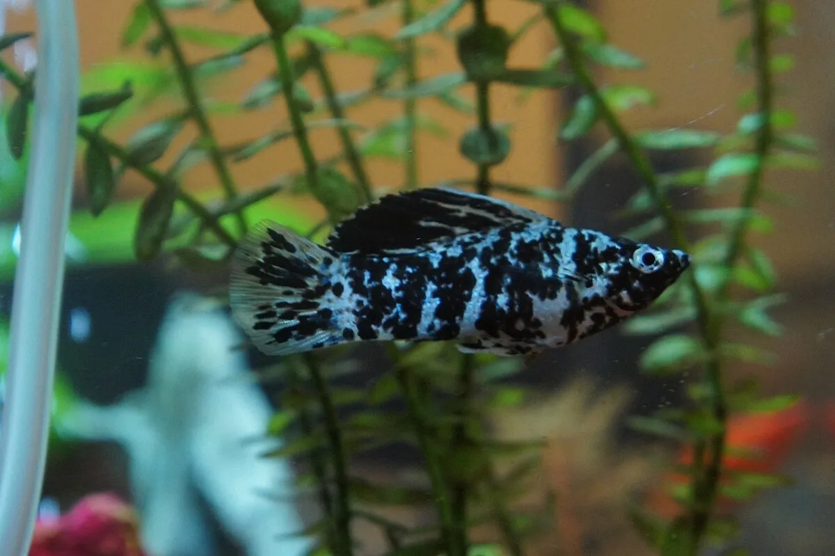 A dalmatian molly fish with black and white spots swims among green artificial plants