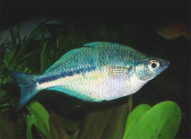 Lake Kutubu Rainbowfish with blue and silver scales swimming near green plants