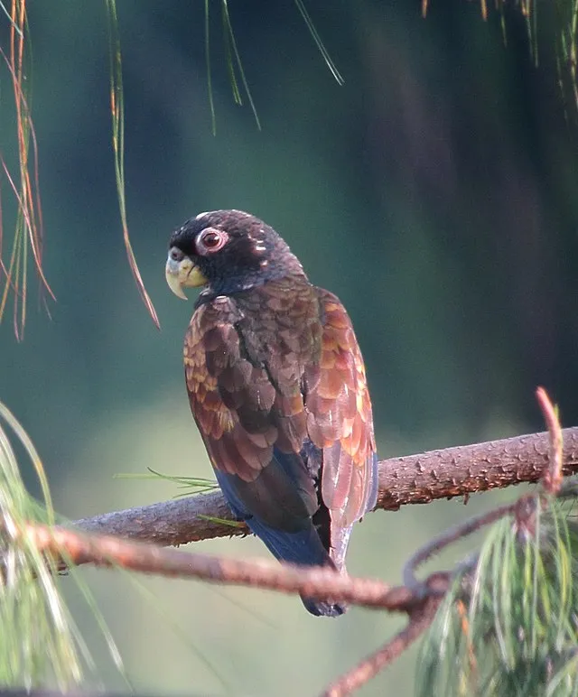 A dark brown Pionus parrot with reddish brown wings and white speckles on its head