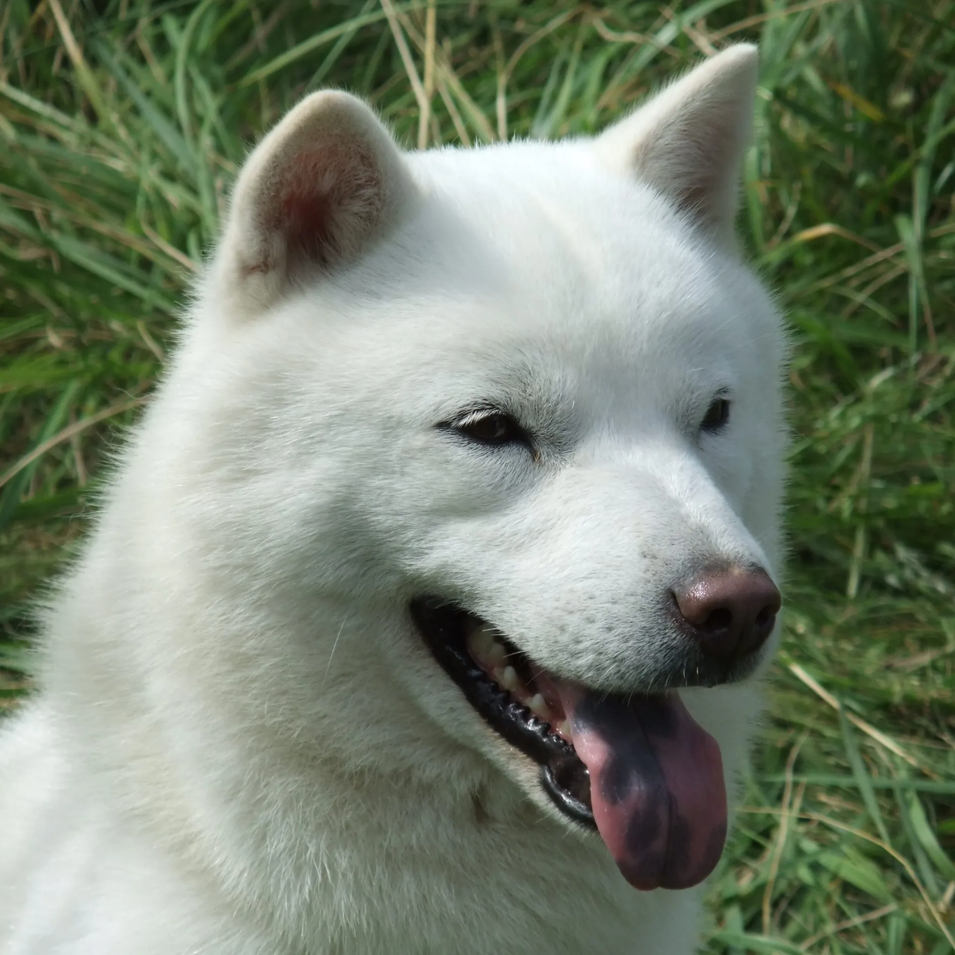 White Hokkaido dog with pointed ears and a thick coat panting in tall green grass
