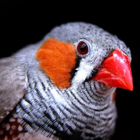 A detailed close up of a Zebra Finch showcasing its gray head orange cheek patch and red beak