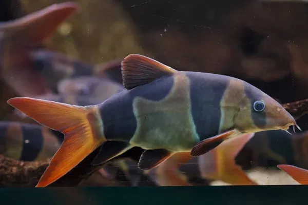 A clown loach fish with distinct black and orange bands and bright orange fins