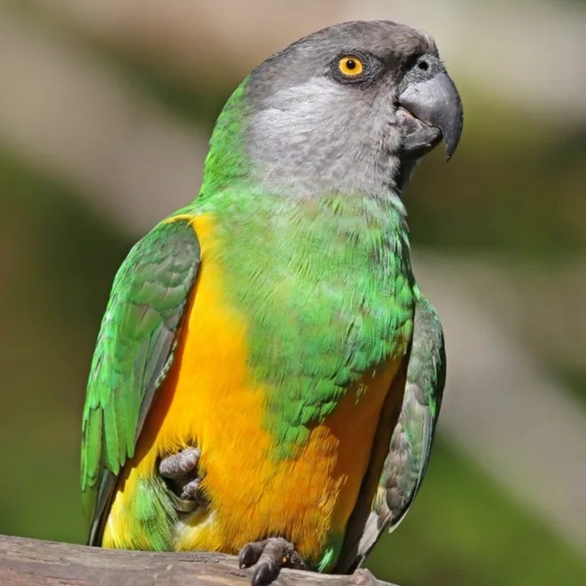 A Senegal parrot with a grey head green back and yellow belly perches on a branch
