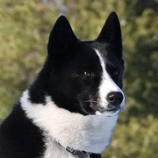 Close up of a black and white Karelian Bear Dog with erect ears