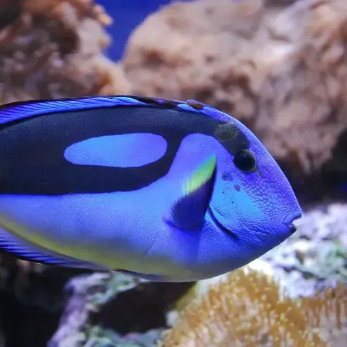 Bright Blue Tang fish with black markings swimming near corals in clear water