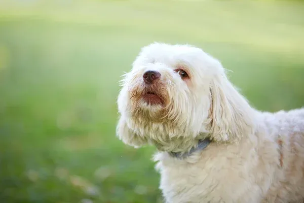 Small white Havanese dog with long wavy hair looking upwards outdoors