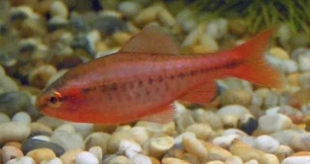 Banded Rainbowfish with dark stripe and orange fins swimming near green plants