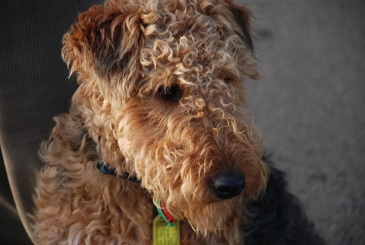 A close up of a curly haired tan and black Welsh Terrier with a thoughtful expression