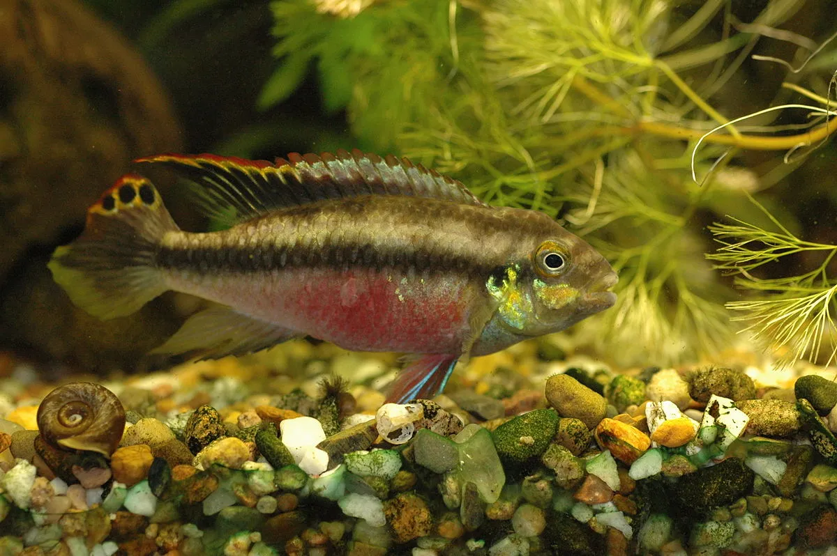 Kribensis fish with red belly and dark stripes swimming over gravel aquarium bed