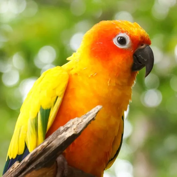 A Jenday Conure with bright orange and yellow plumage perches on a branch
