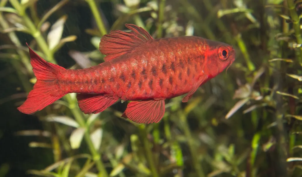 Vibrant Cherry Barb fish swimming in lush green freshwater aquarium