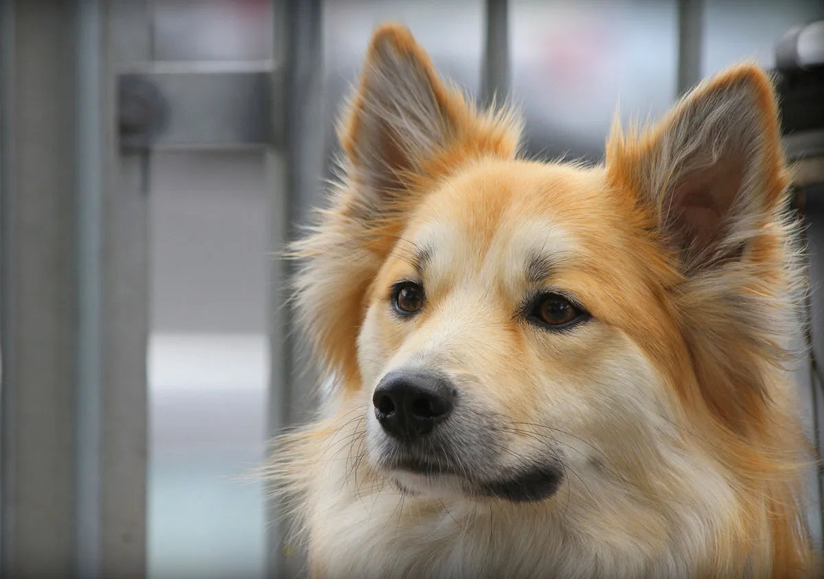A fluffy medium sized dog with tan and white fur and erect ears looks attentively to the left