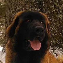 Close up of a large brown and black Estrela Mountain Dog with its tongue out