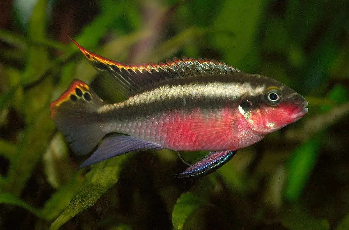 Kribensis fish with bright red belly and dark stripes swimming near green plants
