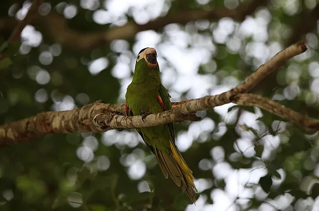 A green Hahns macaw with a light colored beak perches on a branch against blurred leaves