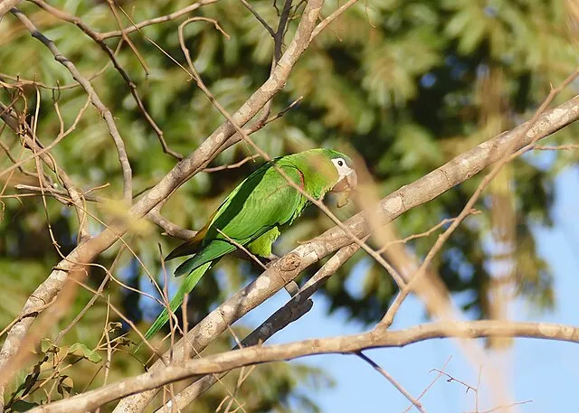 A green Hahns macaw with a white beak and red shoulder patch blends with tree branches