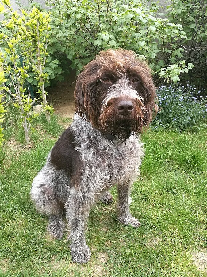 A brown and gray Wirehaired Pointing Griffon with a bushy beard sits attentively on green grass
