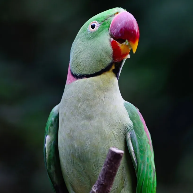 An Alexandrine parakeet with green plumage a red beak and a pink and black neck ring