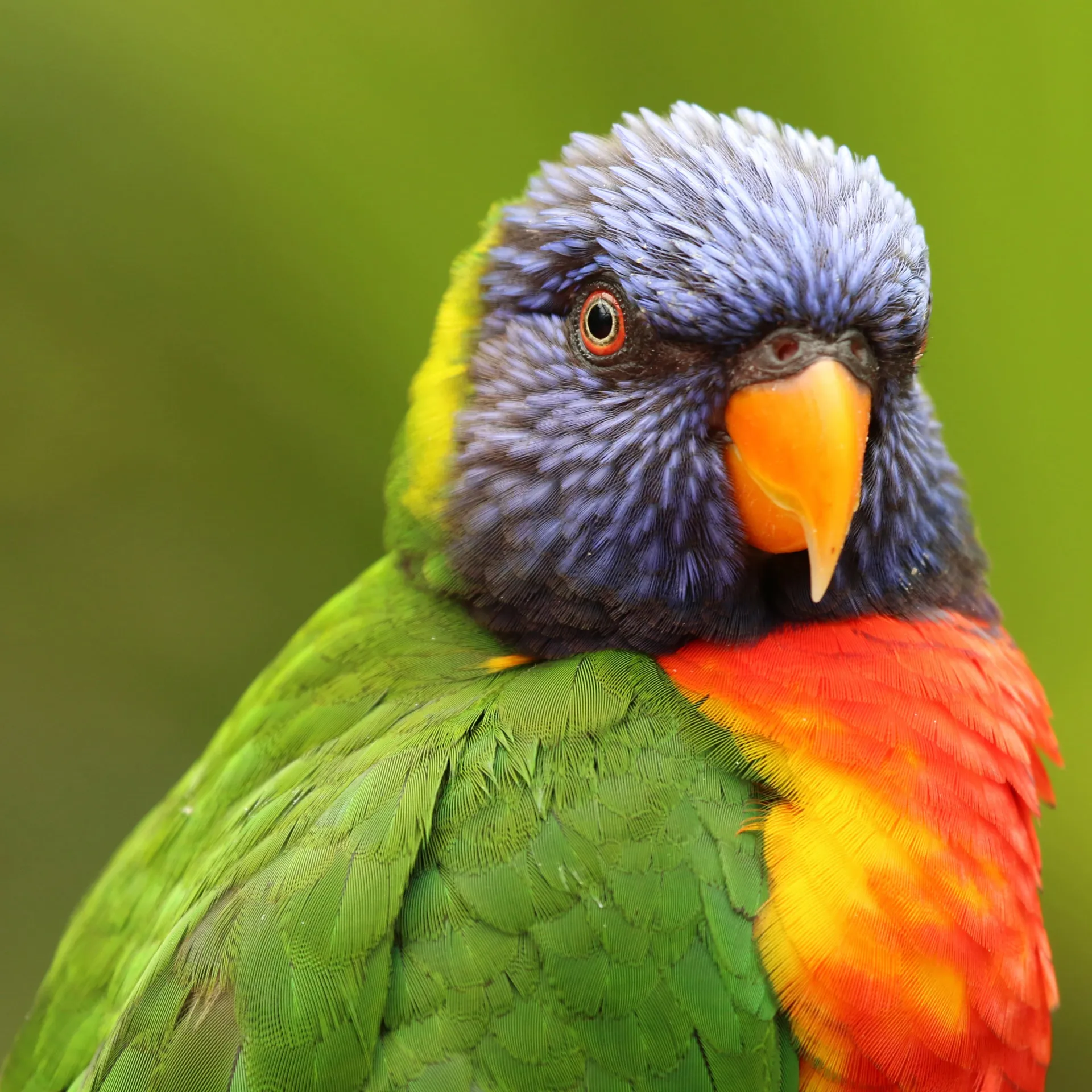 A vibrant Rainbow Lorikeet with a blue head and orange beak stares directly at the viewer