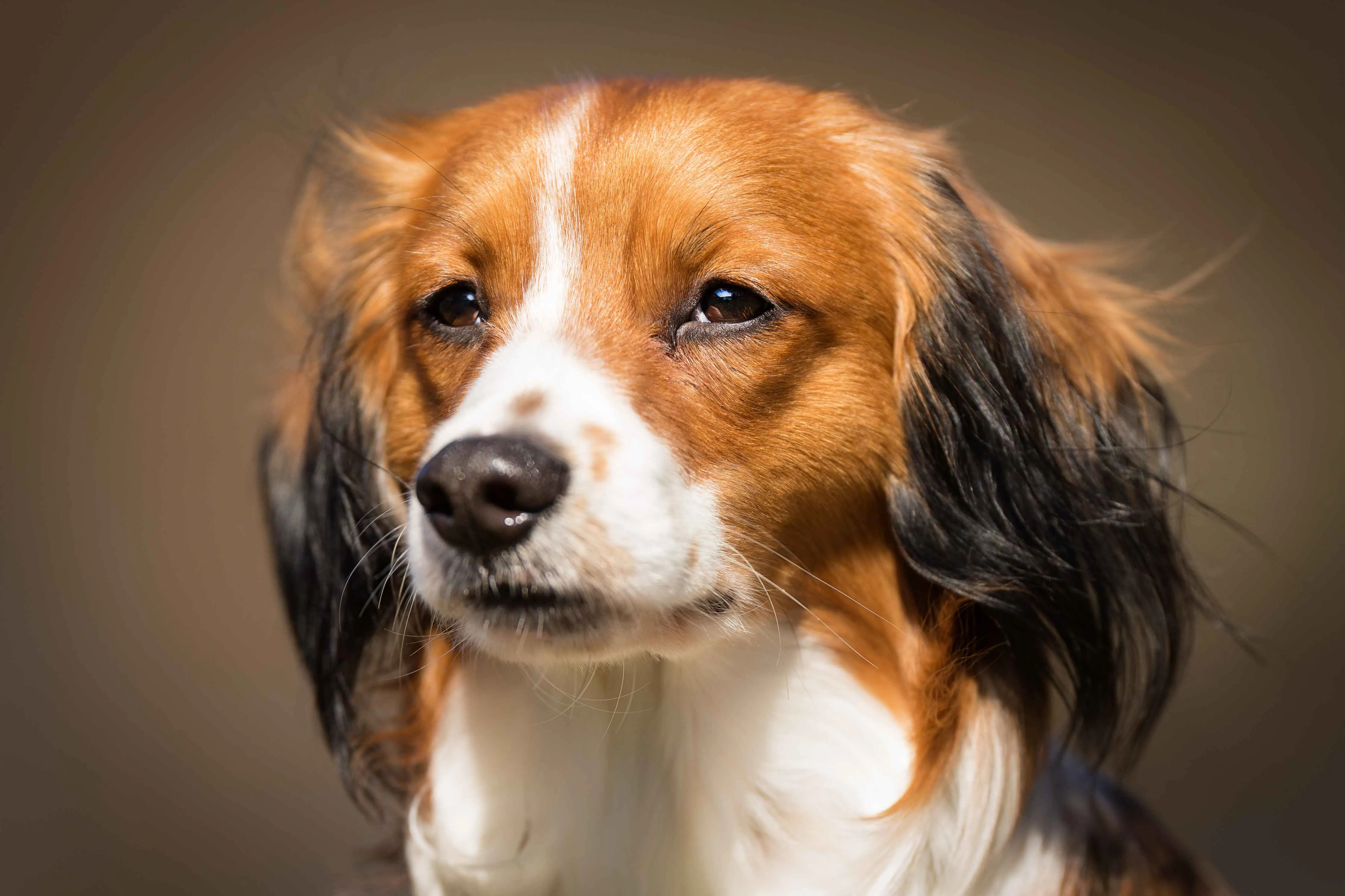A close up of a Kooikerhondje dogs face with brown white and black fur