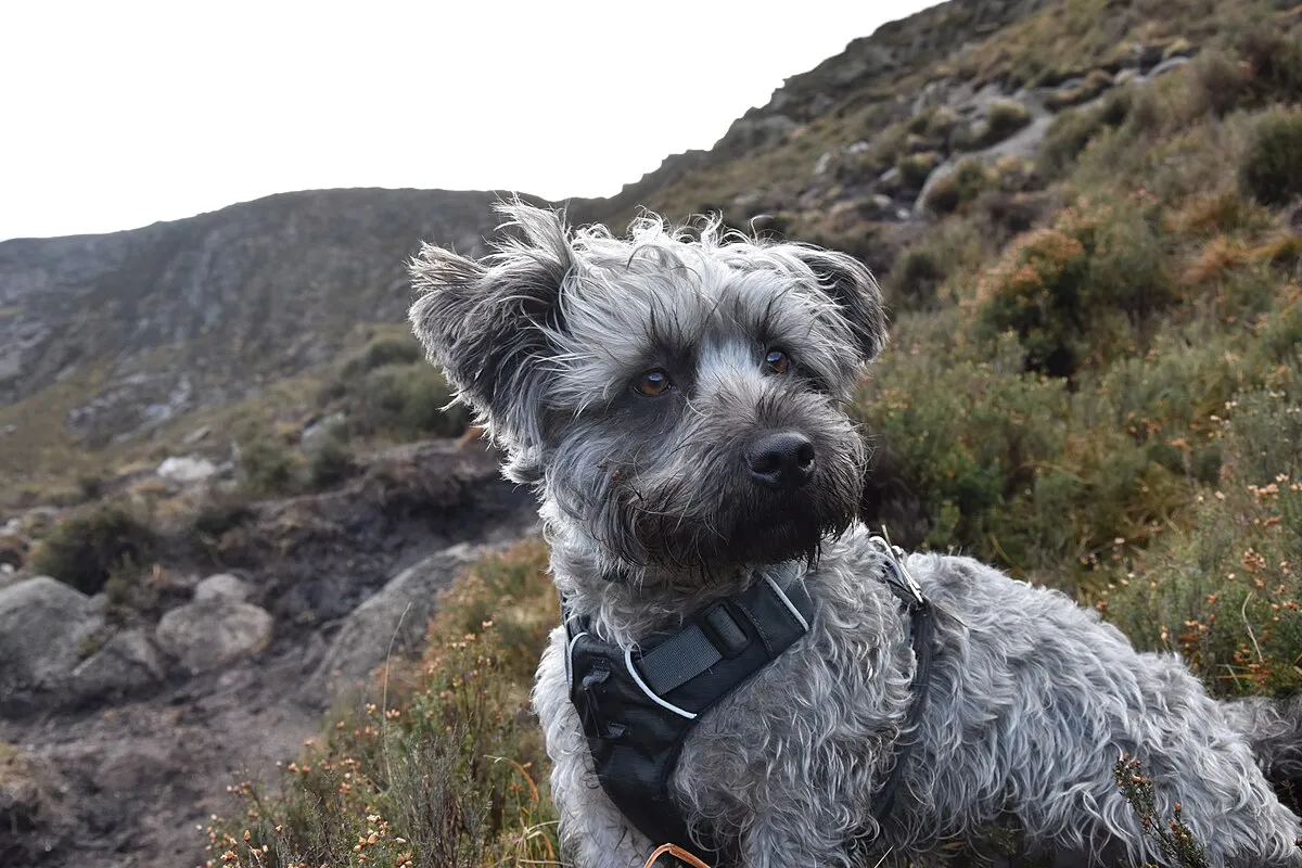 A gray shaggy Glen of Imaal Terrier wearing a harness looks to the right