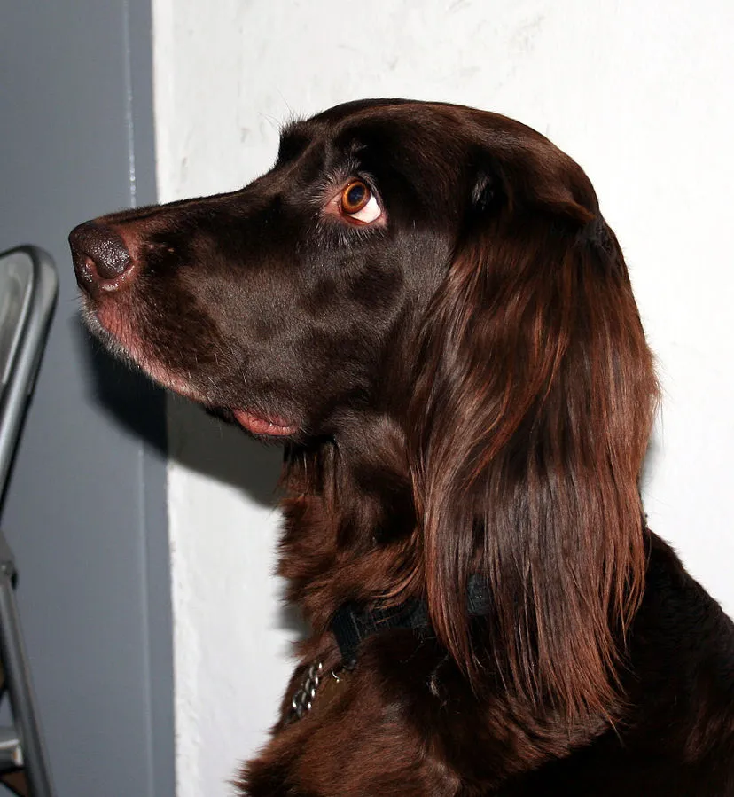 Close up of a dark brown German Longhaired Pointer looking up
