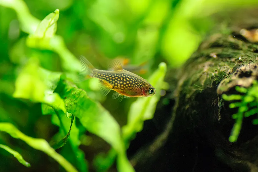 Celestial Pearl Danio with orange fins swimming among bright green aquarium plants