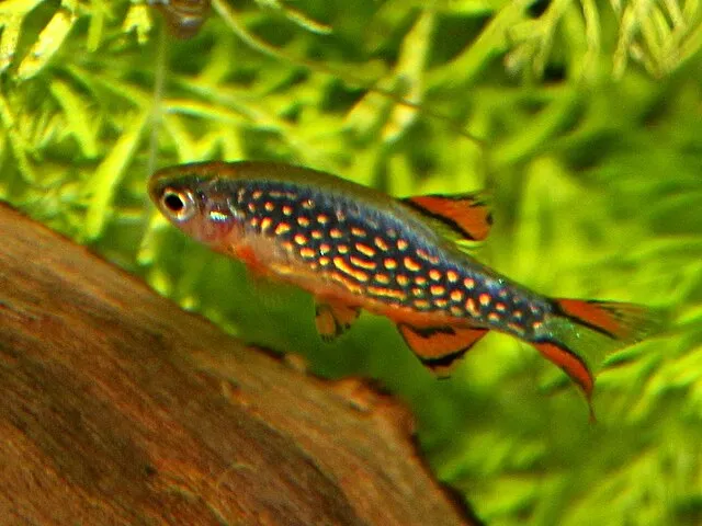 Celestial Pearl Danio showcasing bright colors in planted aquarium