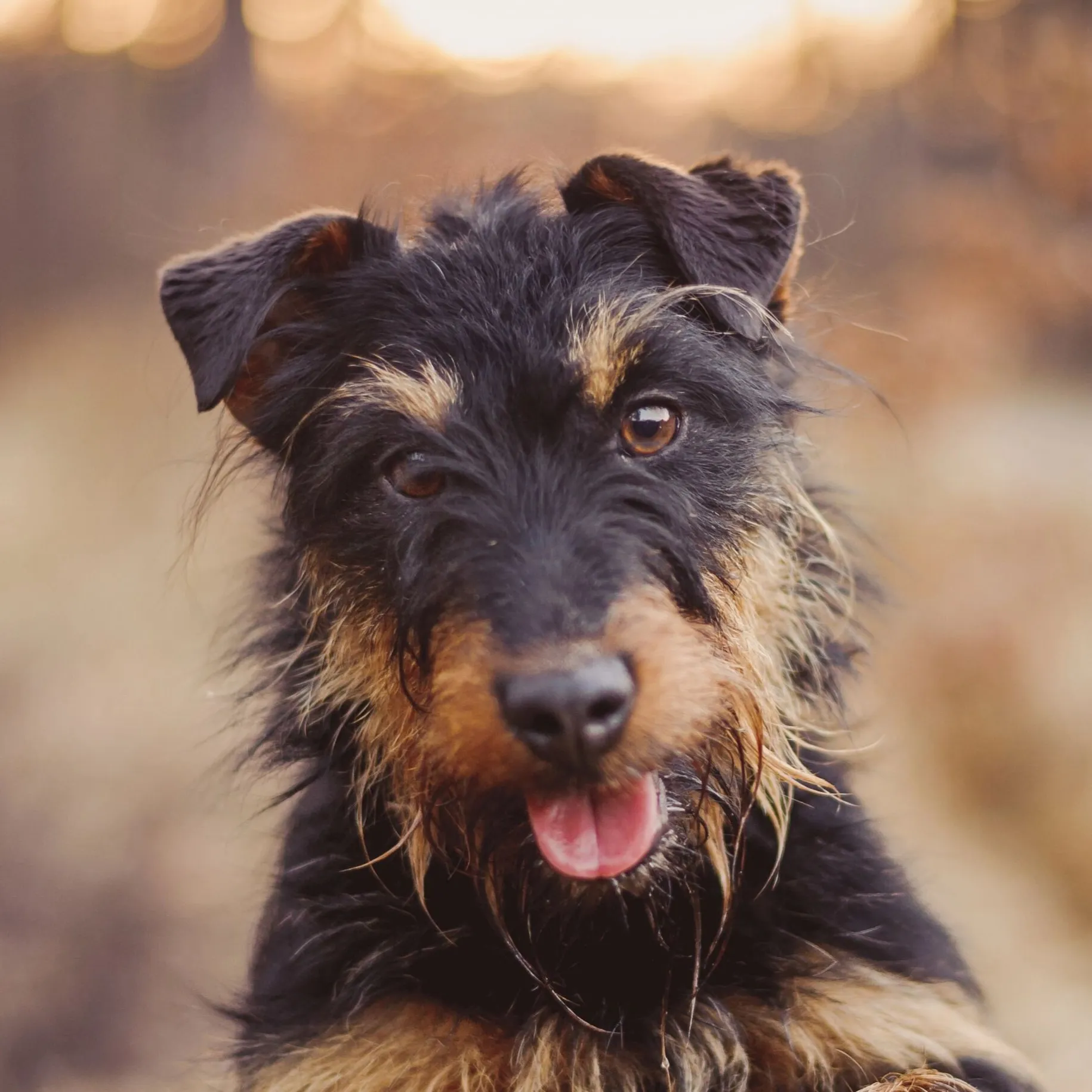 Close up of a wiry black and tan Jagdterrier with erect ears panting