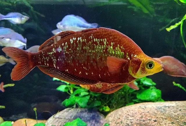 Deep red Rainbowfish with shimmering scales swimming near plants and rocks