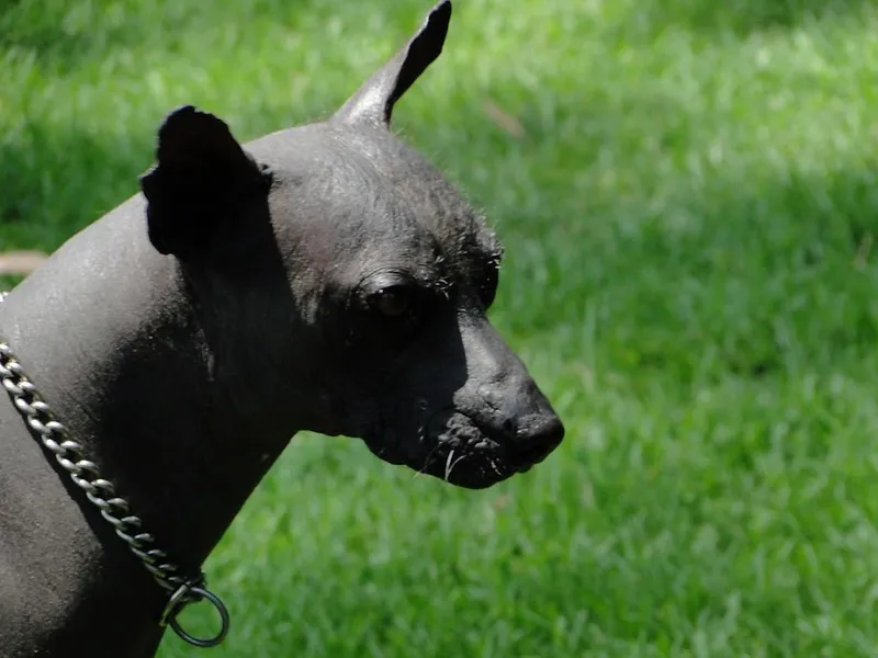 dark gray hairless Xoloitzcuintli dog wearing a silver chain collar looks to the right
