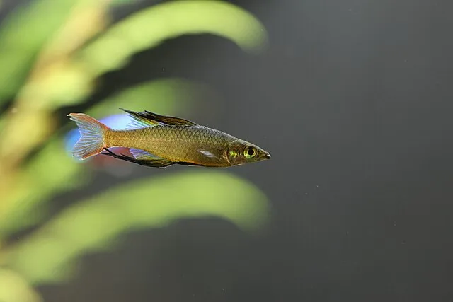 Colorful Threadfin Rainbowfish with long fins swimming in a clear aquarium