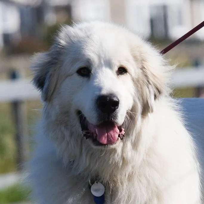 Close up of a large white fluffy Great Pyrenees dog with tongue showing