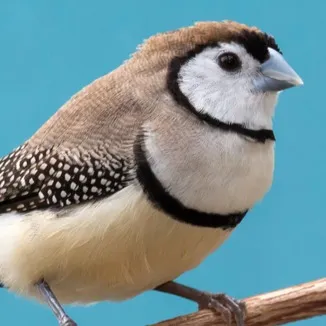 An Owl Finch with white face and black outline perches against a vibrant blue background